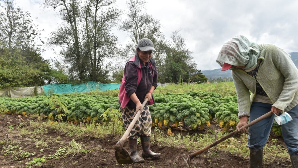 Situación. El mayor problema en compra y venta que enfrentan los pequeños agricultores son los intermediarios