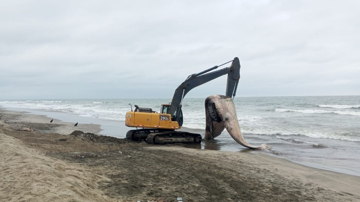 El cetáceo estaba en avanzado estado de descomposición.