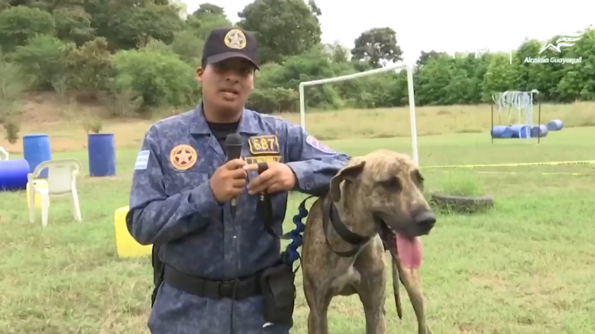 Caso. El can fue rescatado.