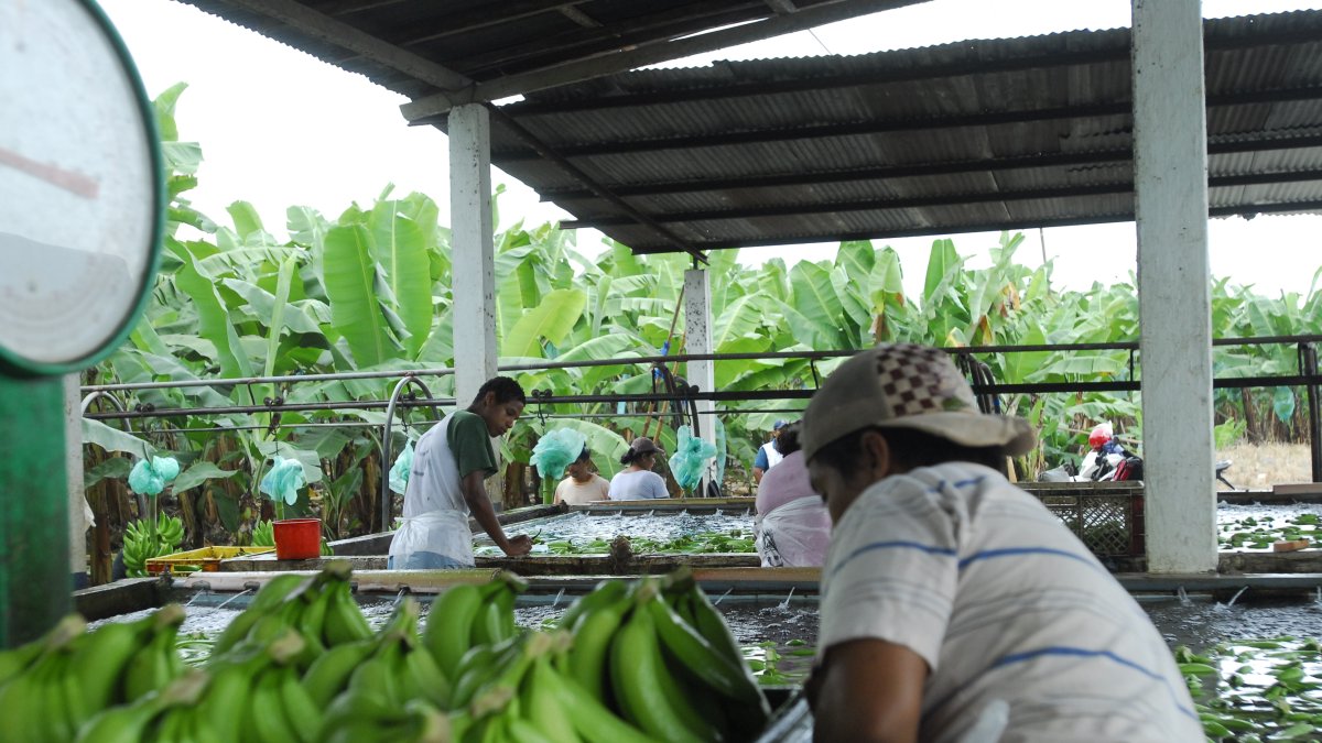 Labor. Trabajadores alistan los bananos antes de ponerlos en cajas para llevarlos al puerto para exportarlos.