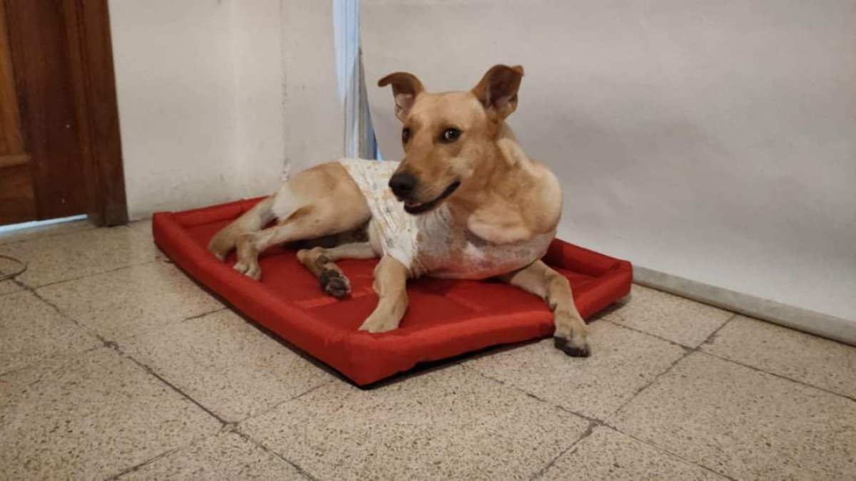 River fue adoptado por la familia de Salinas tras ser rescatado, en Puná.