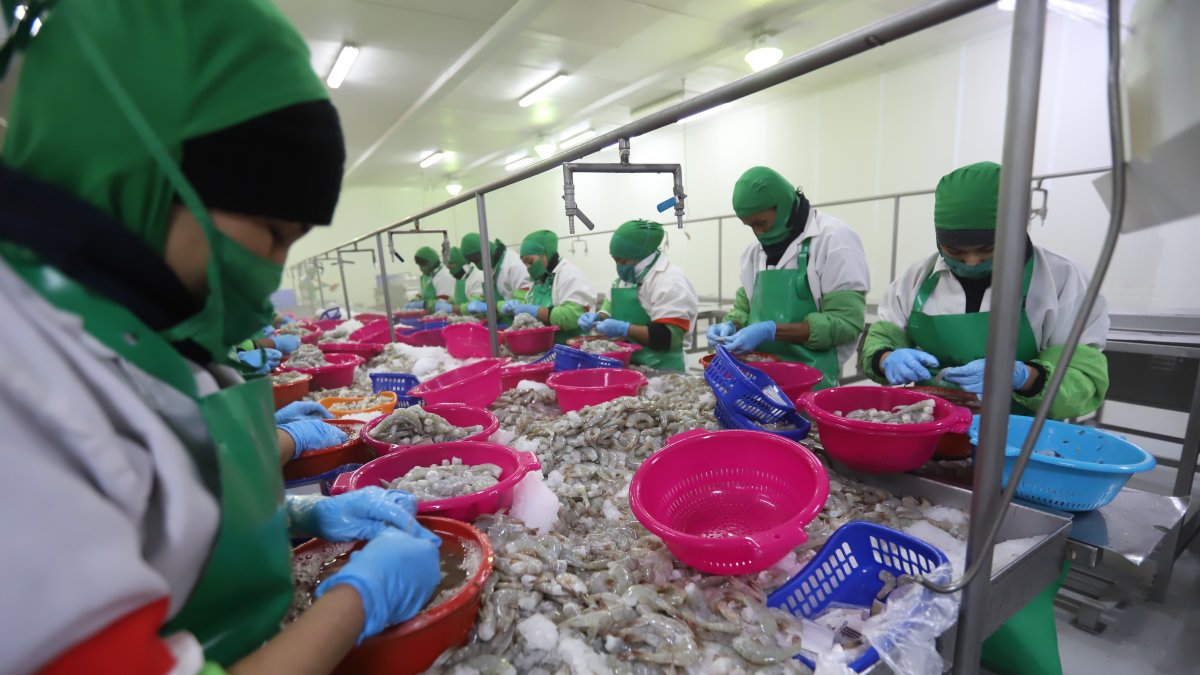 Según el Banco Central del Ecuador (BCE), la industria acuícola logró elevar sus ventas en un 79% hasta abril de este año, mientras que el atún y el pescado reportó un incremento del 32%.