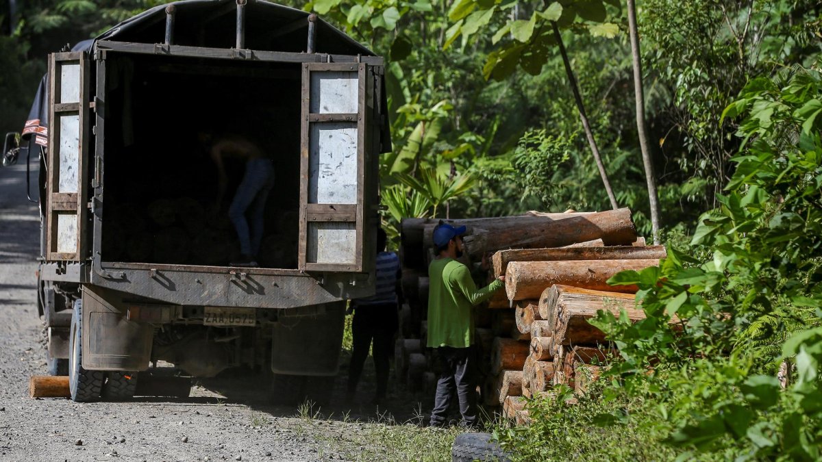 Trabajadores cargan un camión con troncos de balsa, en Río Villano, provincia de Pastaza (Ecuador), en una fotografía de archivo.