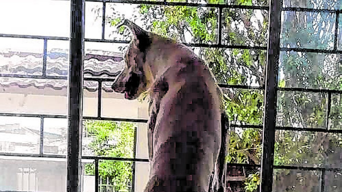 El can fue adoptado en 2019, tras ser rescatado en una zona del Golfo, en pandemia.