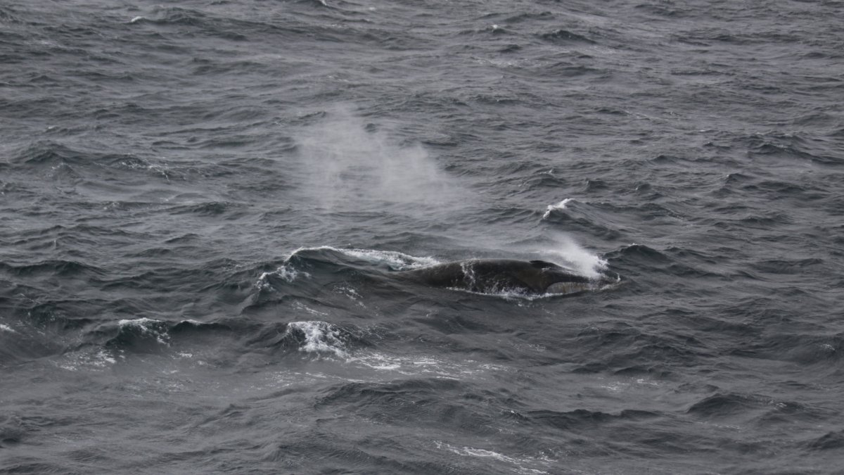 Un rorcual común en el océano Antártico, captado por el proyecto de Vigilancia Perimetral de Mamíferos Marinos del Grupo de Acústica Oceánica del Instituto Alfred Wegener desde el RV Polarstern.