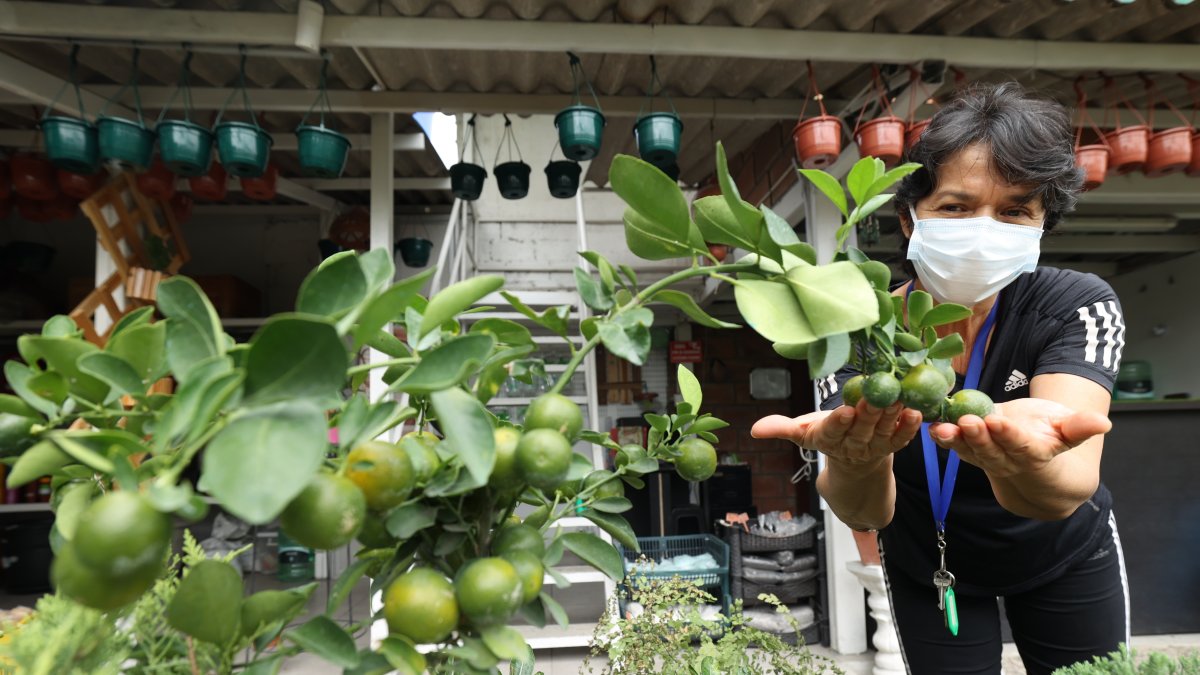Una cliente ve un bonsái de mandarinas en Plantilandia.