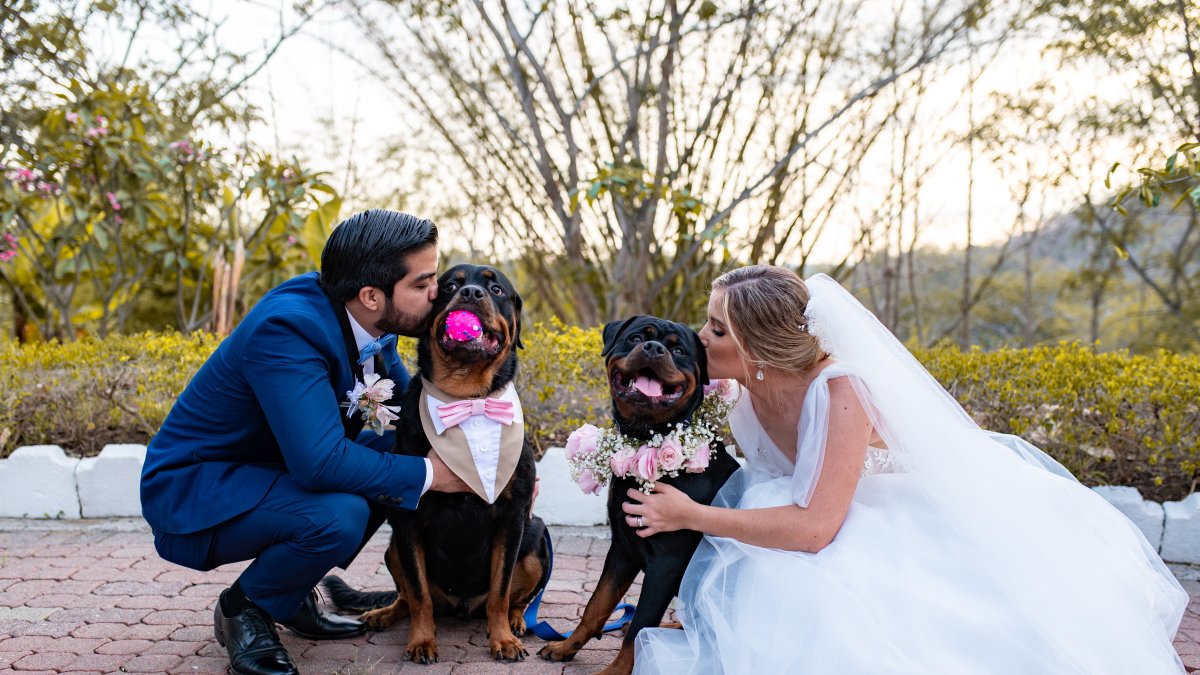 Un evento especial. Los novios Gabriela Corona y Andrés Sánchez vistieron a sus mascotas para la ocasión. Visten creaciones de Woof Pet Fashion.