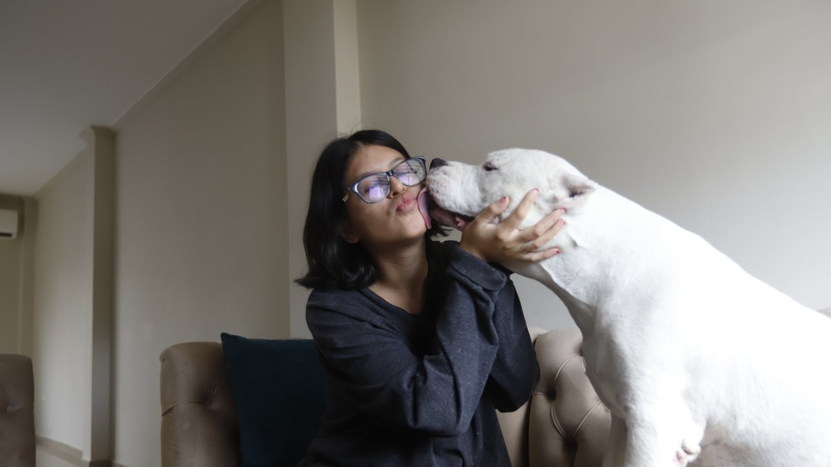 Recuperación. Después de un año, Pocho demuestra un gran cambio en su vida, de luchas constantes pasó a caricias diarias en su nuevo hogar.