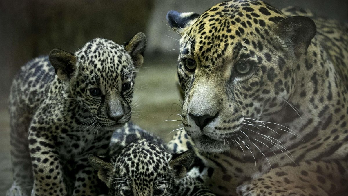Fotografía de dos crías de jaguar junto a su madre, hoy, en el Zoo Nicaragua, en Managua (Nicaragua).