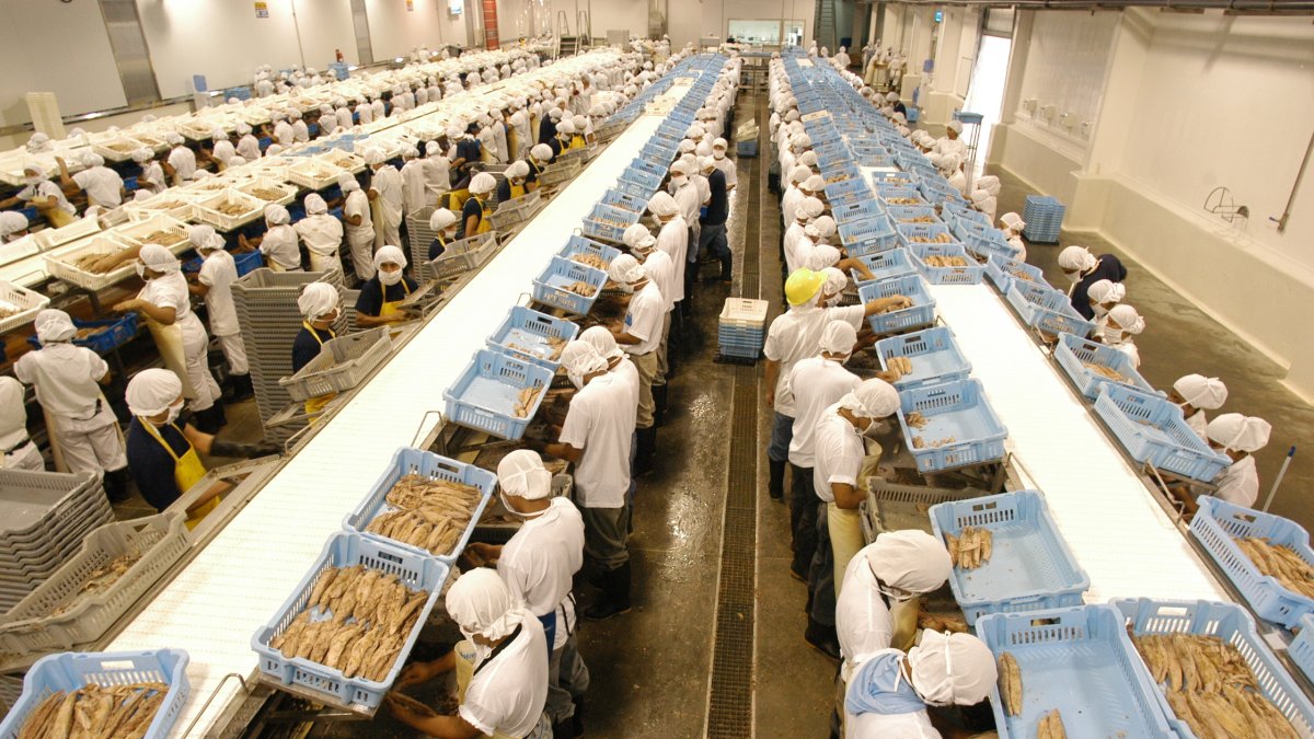 Ecuador tiene más de 20 plantas procesadoras de atún con un nivel de procesamiento entre 550 y 600 mil toneladas anuales.