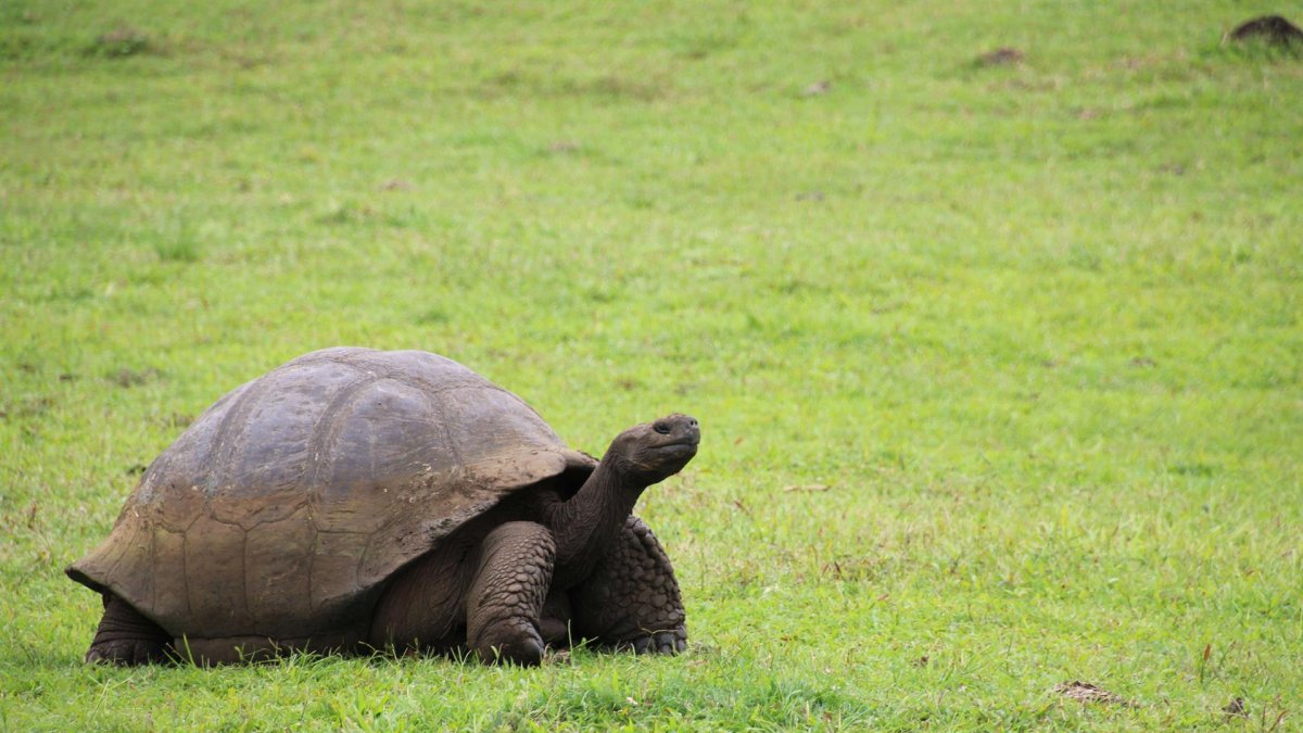 Foto de archivo de una tortuga en el archipiélago de Galápagos (Ecuador).