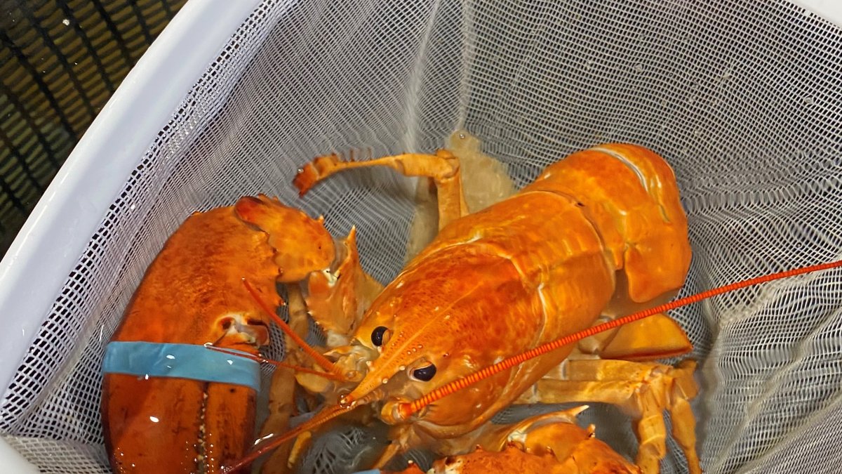 Fotografía cedida por Red Lobster donde se aprecia a un raro ejemplar de langosta color naranja que fue bautizado por los empleados con el nombre de 