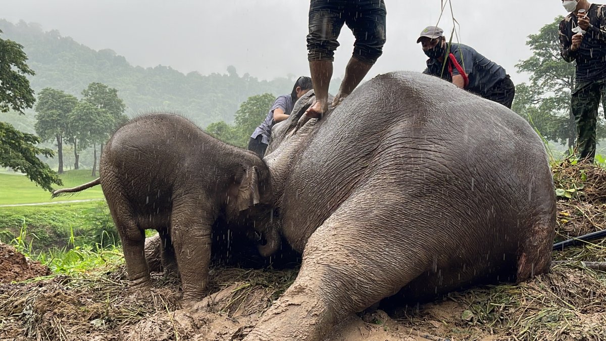 Un bebé elefante y su madre fueron rescatados este miércoles en los alrededores del Parque Nacional de Khao Yai de Tailandia tras desplomarse por una zanja de dos metros de profundidad.