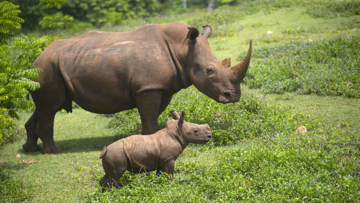 El rinoceronte bebé Ale y su madre caminan por la 'pradera africana' del Zoológico Nacional, hoy, en La Habana (Cuba).