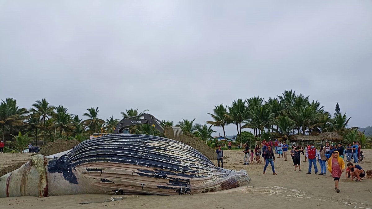 Turistas y pobladores se acercaban a ver al animal muerto.