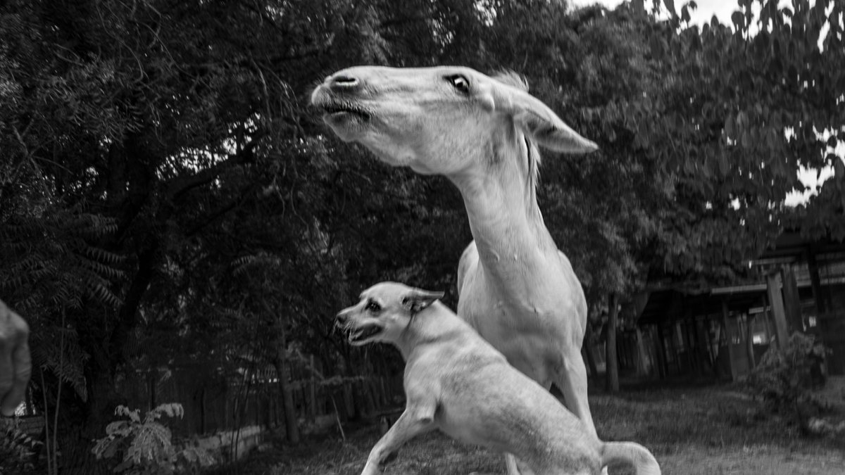 Albergue, Blanco y Catalina fueron rescatados de un basurero donde padecían hambre.