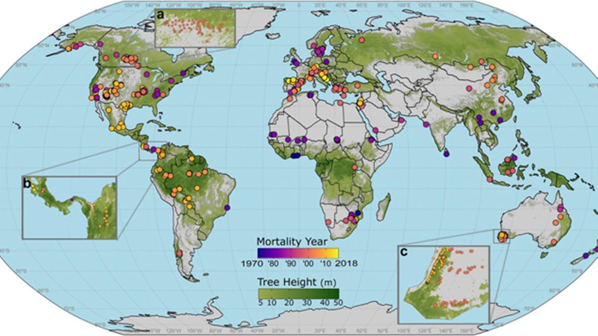 En la imagen, la distribución global de los eventos de mortalidad registrados en bosques de todo el mundo. Imagen cedida por la Universidad Politécnica de Madrid (UPM)