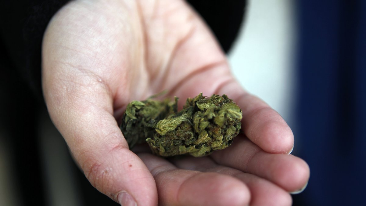 Fotografía de archivo fechada el 19 de julio de 2017 de una persona mientras muestra marihuana de uso recreativo, en Montevideo (Uruguay).