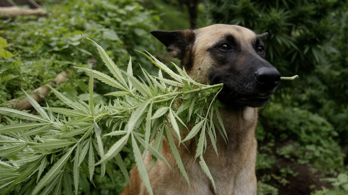 Fotografía de archivo del 20 de noviembre de 2013 de un perro sosteniendo una planta de cannabis en Sabaneta (Colombia).