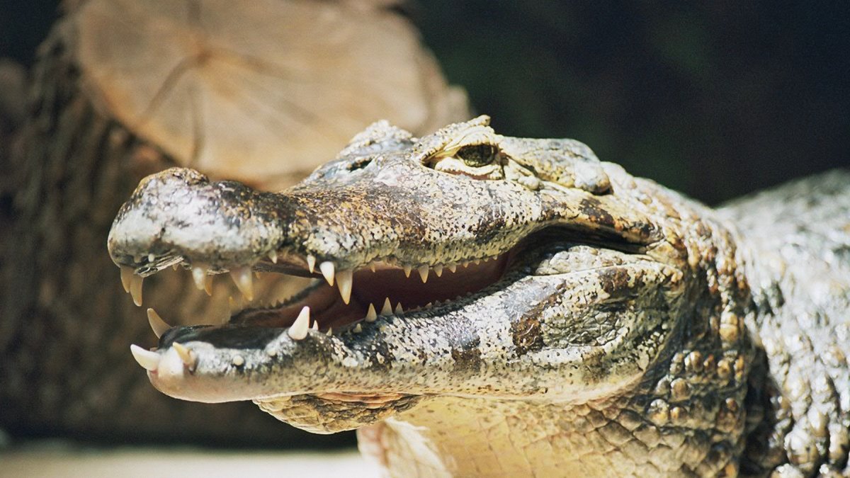 Durante la investigación fueron encontrados en el estanque 2 caimanes, el primero de una longitud de 8 pies (2,4 metros) y el segundo de unos 7 pies (2 metros).