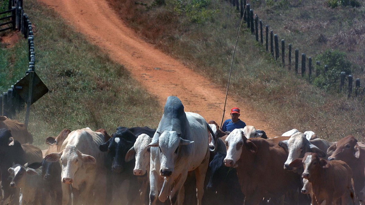 La campaña que comienza este mismo lunes está a cargo del Ministerio de Agricultura y Ganadería (MAG), a través de la Agencia de Regulación y Control Fito y Zoosanitario (Agrocalidad).