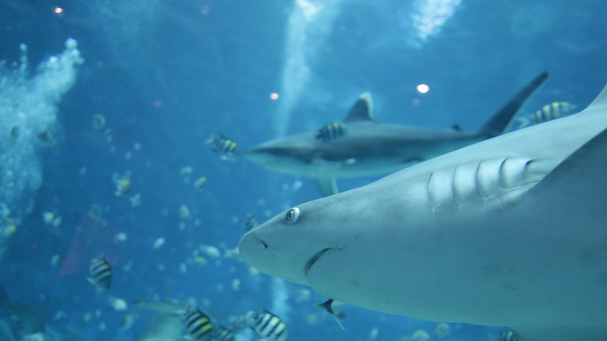 Un tiburón en el agua, en una fotografía de archivo.