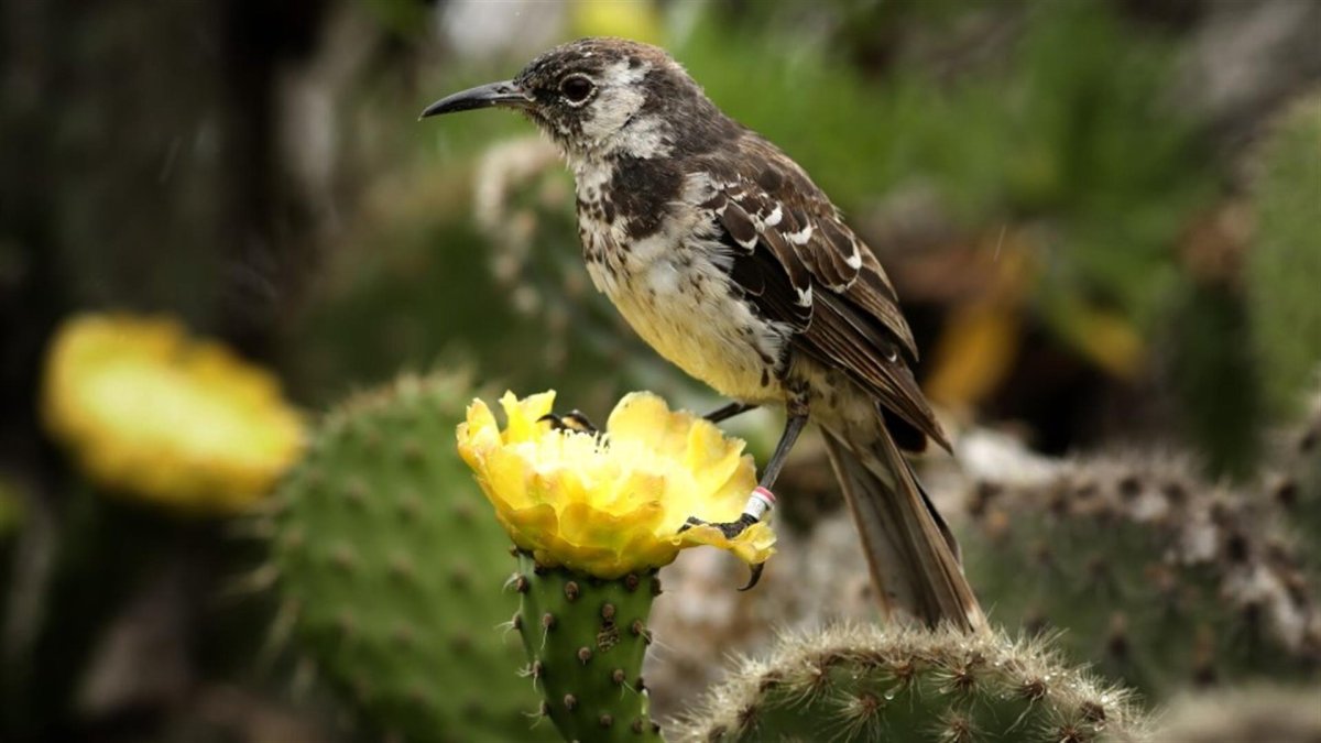 Parque Nacional Galápagos que muestra una cucuve de Galápagos. 