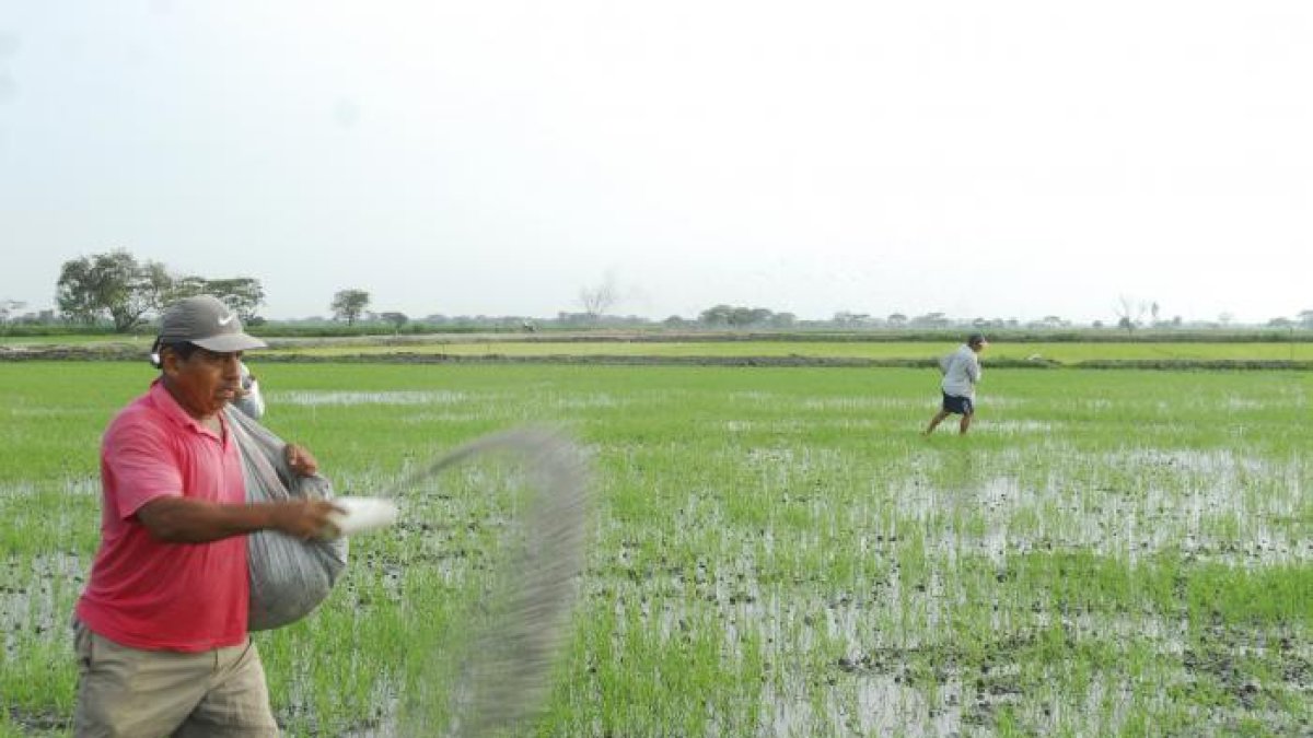 Un agricultor arrocero podrá recibir entre uno y dos sacos por hectárea.