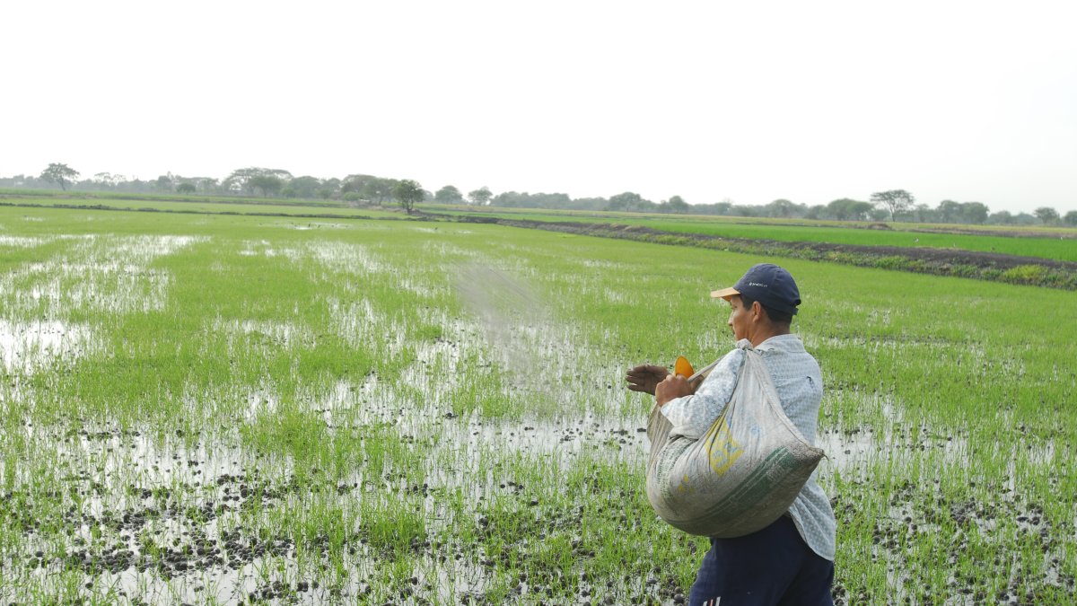 Arroz. Aún se evalúa la entrega de sacos por tipo de cultivos. En este sector podrían recibir entre uno y dos, por hectárea.