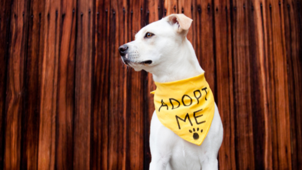 La adopción es la mejor opción a la hora de decidir tener una mascota.