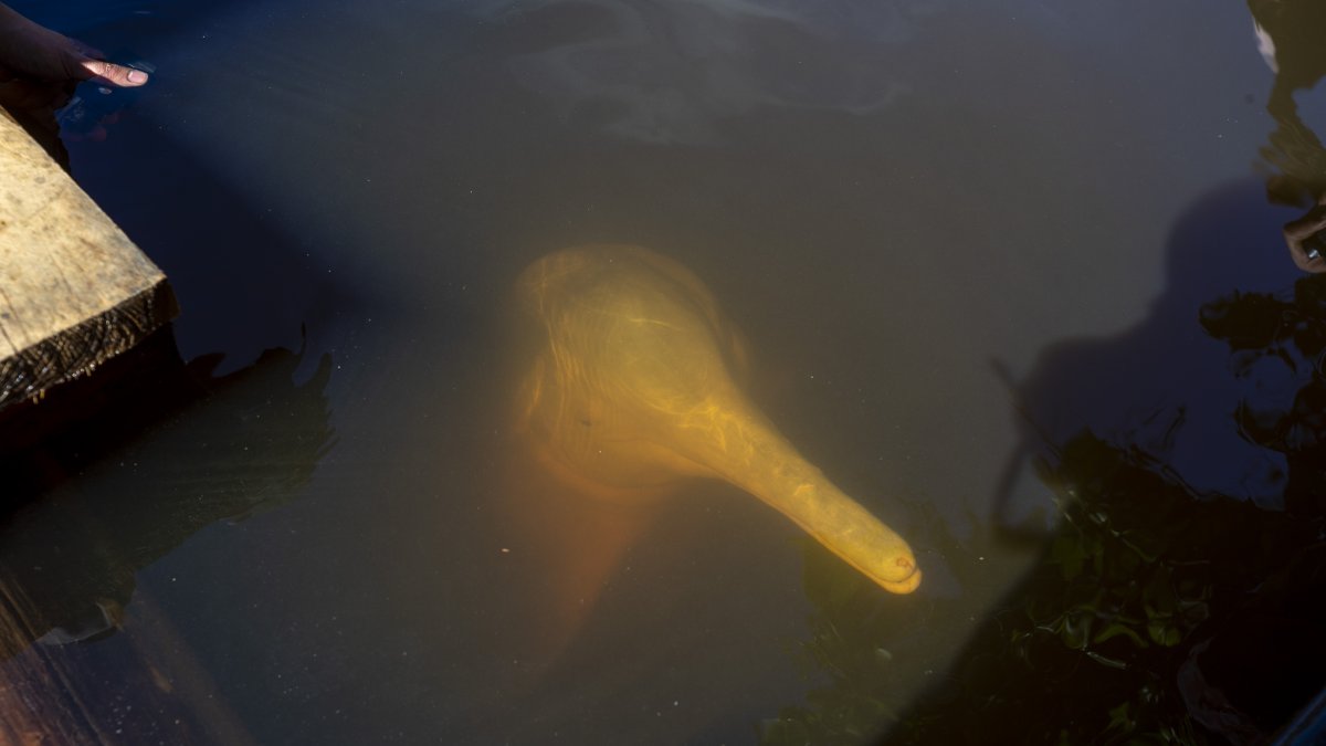 Un delfín rosado del Amazonas es visto el 29 de mayo de 2022 en el Parque Nacional Yasuní (Ecuador).