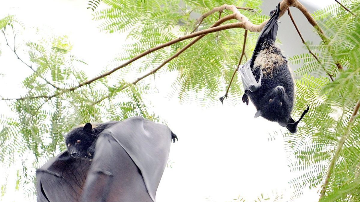 Dos murciélagos cuelgan de un árbol en el zoológico de Zuercher en Zúrich (Suiza), en una foto de archivo