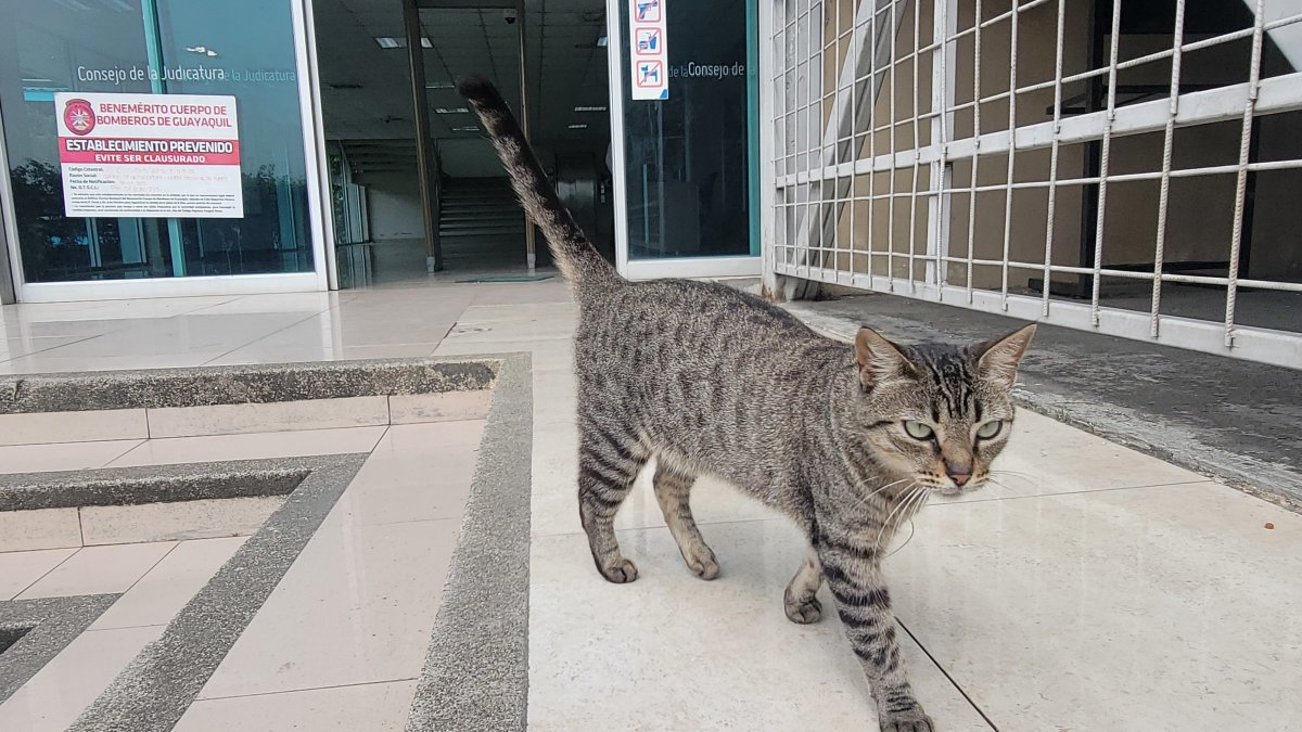 Los felinos con cuidados por funcionarios rescatistas de la entidad judicial.