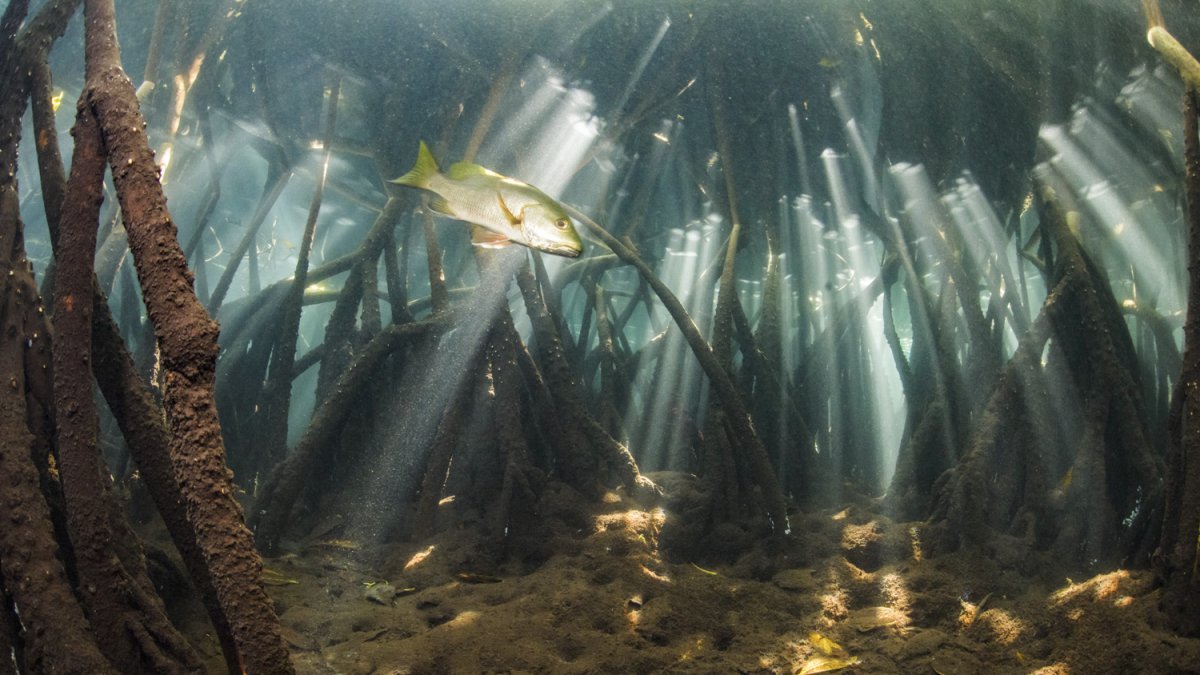 Imagen cedida por Octavio Aburto, investigador experto en ecología marina. EFE