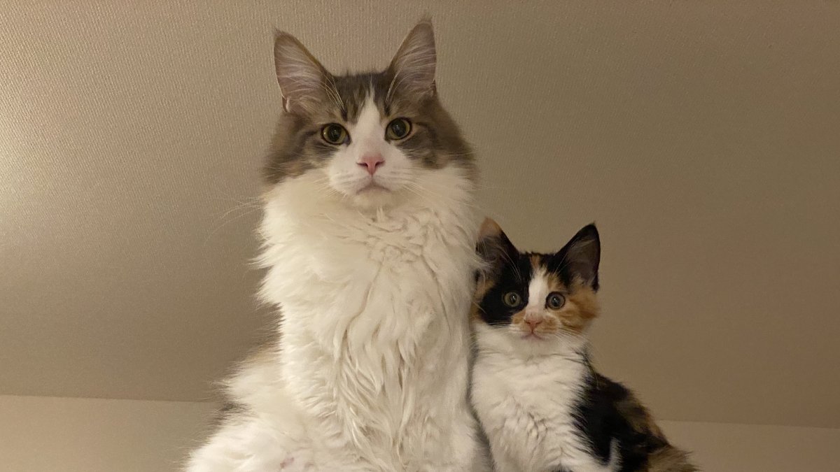 Los gatos viven en el mismo espacio y entablan relaciones amistosas, pero puede que no sean un grupo unido.