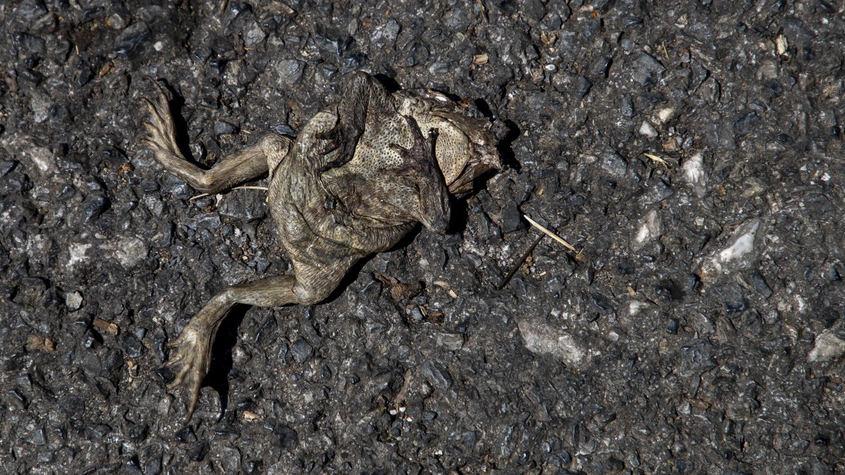 En la foto, un sapo muerto en Folgoso do Courel, tras el paso del fuego.