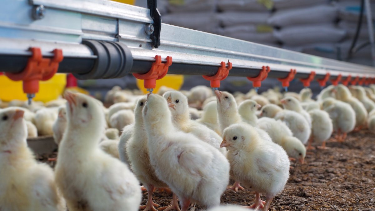 Productores aseguran que la crianza de las aves al aire libre encarece la producción.