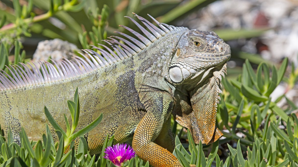 Especies. Una foto difundida por la Comisión de Conservación de Pesca y Vida Silvestre de Florida muestra un ejemplar de iguana.