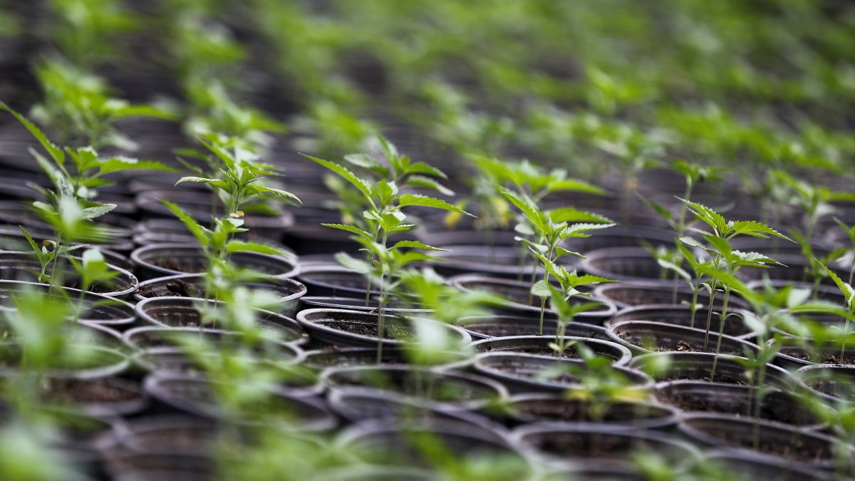 Fotografía de plantas de cannabis el 22 de julio de 2021, en la emoresa CannAndes, en Tabacundo (Ecuador).