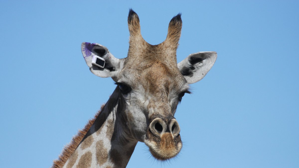 14 jirafas llevan en una de sus orejas un GPS que funciona con energía solar