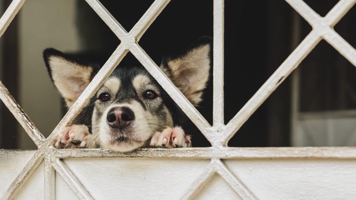 Animales. Se estima que existen más de 400.000 perros en la urbe.