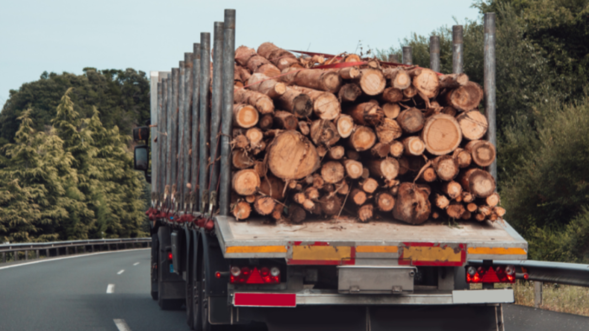Los agentes policiales encontraron las sustancias camufladas en un contenedor que transportaba madera seca