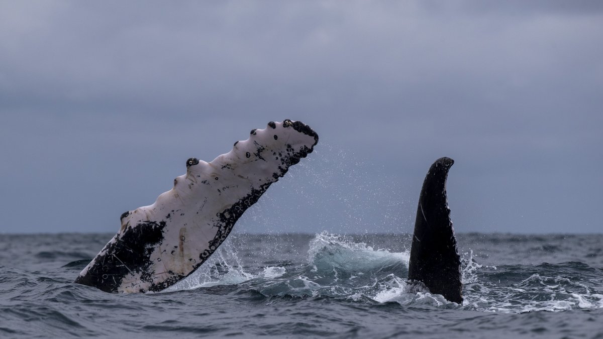 Ballenas jorobadas son vistas el 30 de julio de 2022 en costas cercanas a la ciudad de Atacames, Esmeraldas