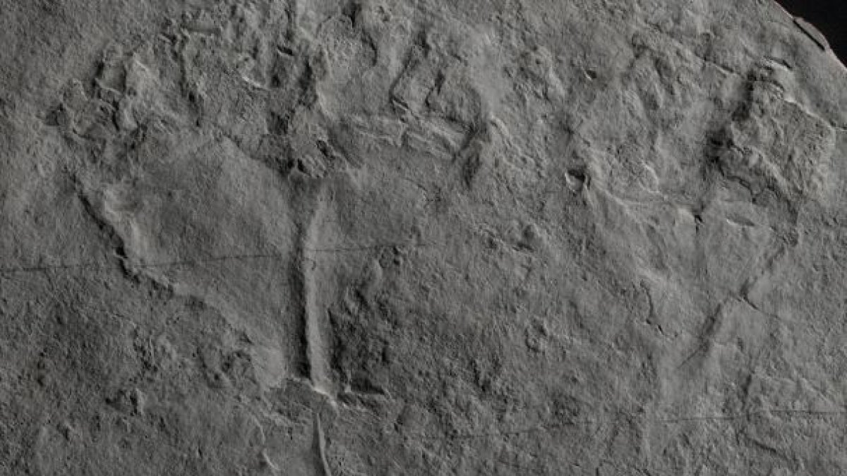 Fósil de 'Auroralumina attenboroughii‘