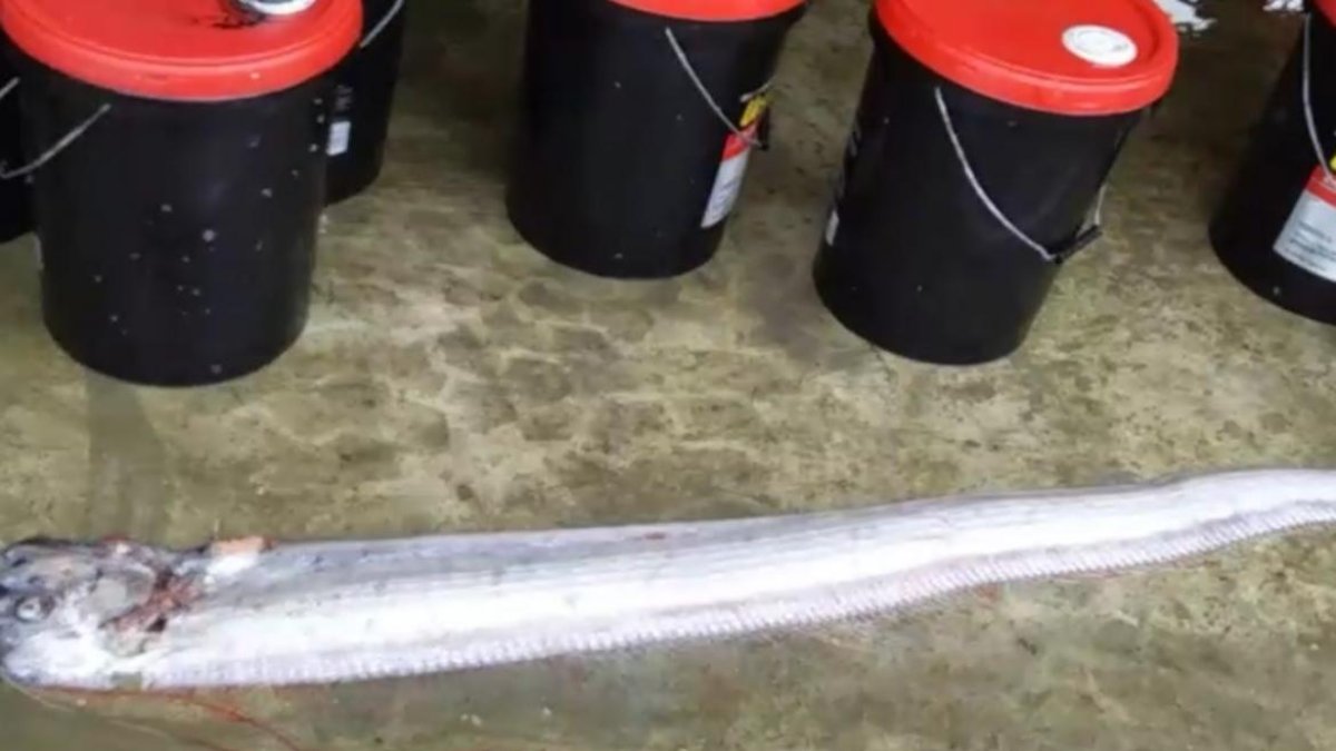 Este es el pez que apareció en Posorja. CAPTURA DE VIDEO