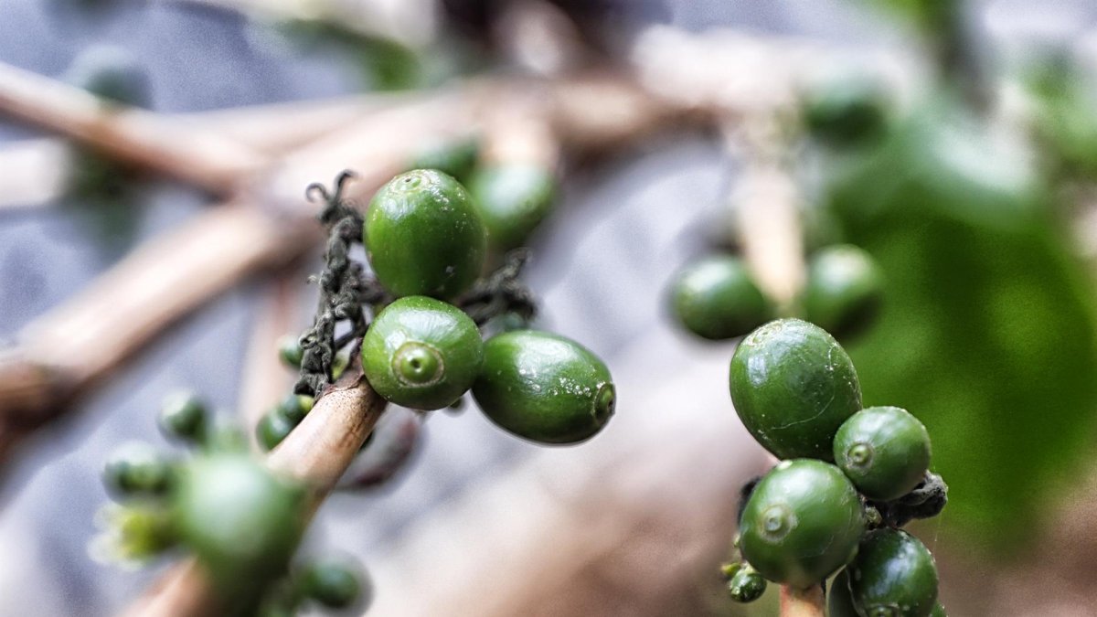 Para esta venta, el café fue recolectado por la Asociación Agroartesanal de Productores Ecológicos de Palanda y Chinchipe (Apecap) y la Asociación de Productores Ecológicos de Café Orgánico Cuencas del Río Mayo (Acrim).