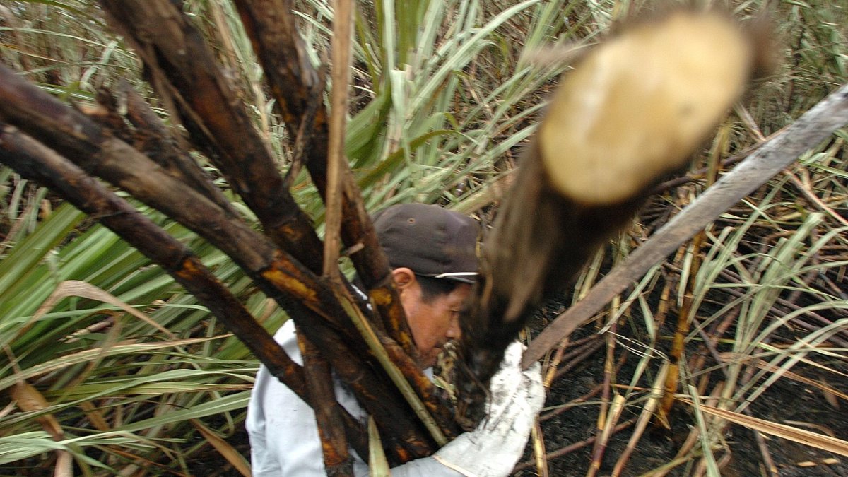 Producción. Un agricultor trabaja en la cosecha de la caña de azúcar.