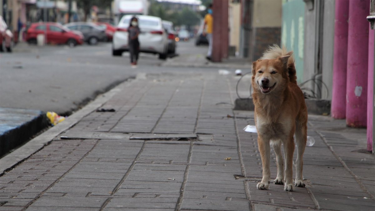 Sin un hogar definido, los perros transitan por las calles en busca de comida y refugio
