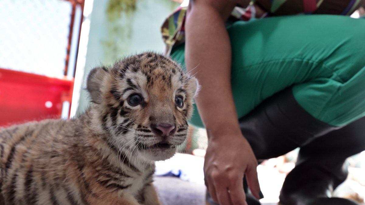 Fotografía de un cachorro de tigre de Bengala, el único sobreviviente de un camada nacida en cautiverio en el Parque Zoológico Nacional, el 3 de agosto de 2022, en La Habana (Cuba).