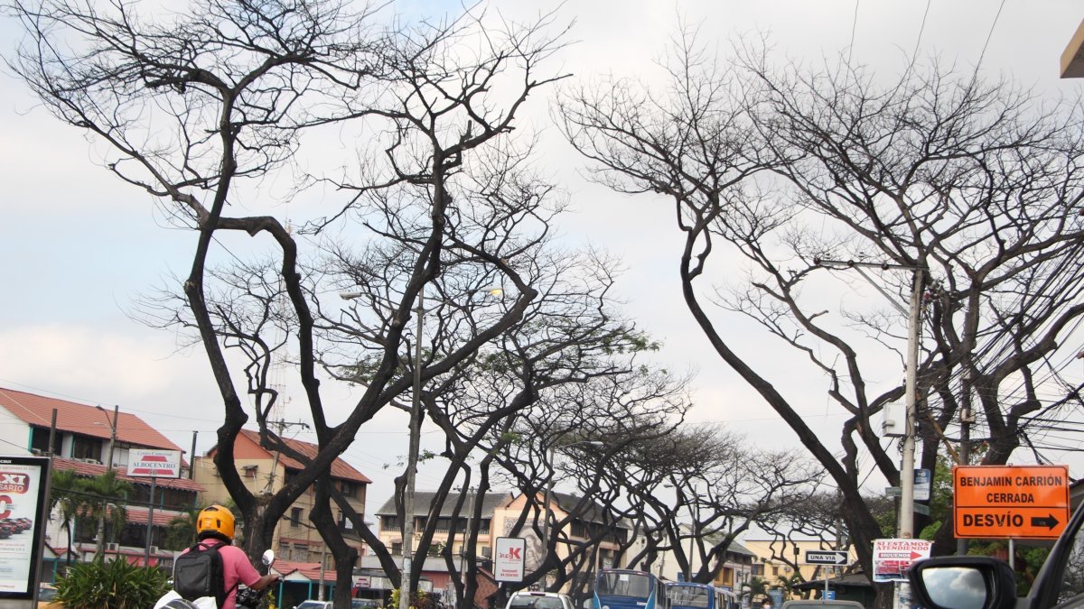 La Alborada. Esta ciudadela del norte de Guayaquil es una de las más afectadas. En prácticamente todas sus etapas se observan árboles secos.